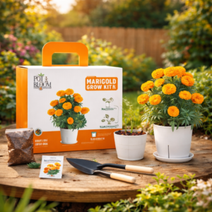 Marigold Grow Kit – conference eco gift kits Bangalore sustainable corporate gifting product